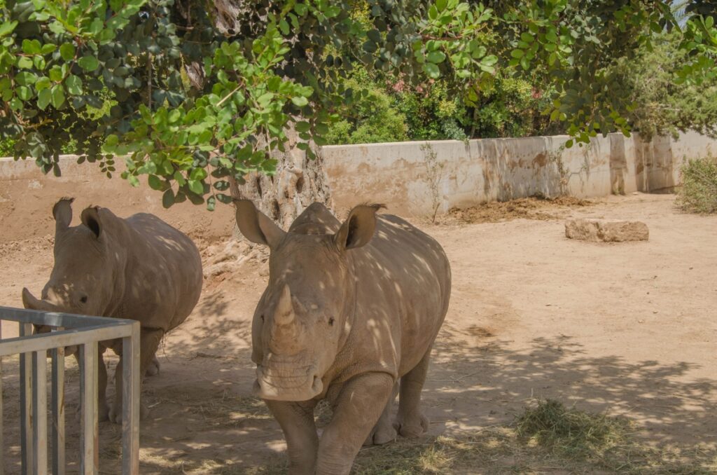 ZOO w Paphos