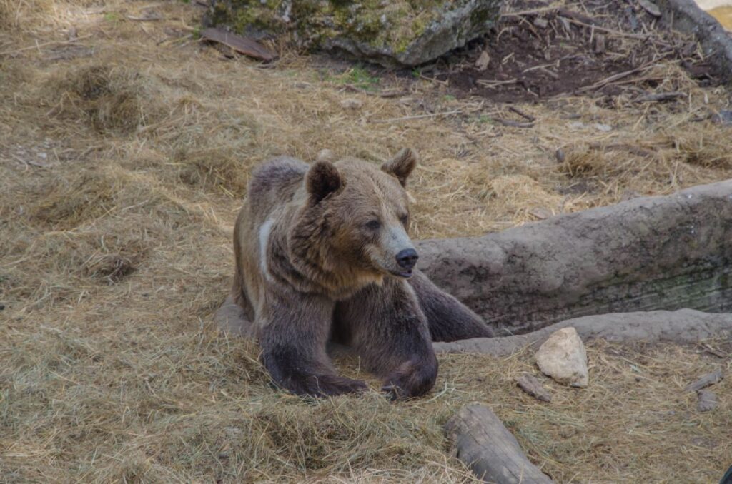 niedźwiedzie ogród zoologiczny w Bojnicach