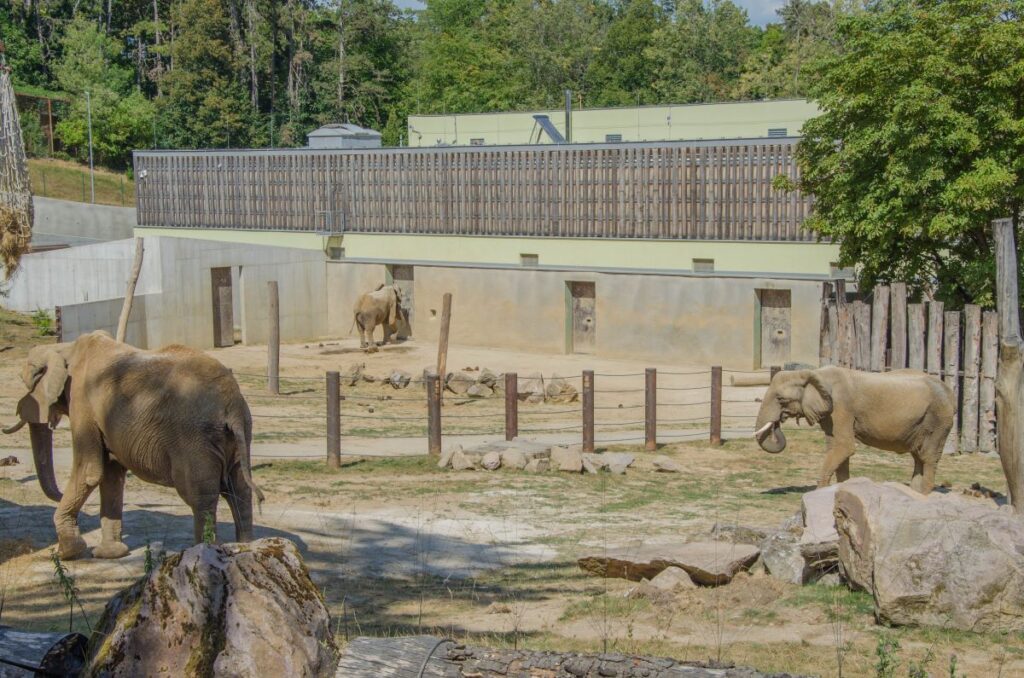 Słonie w zoo w Bojnicach