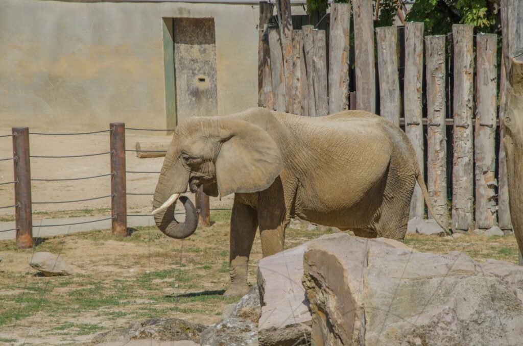 Słonie zoo w Bojnicach