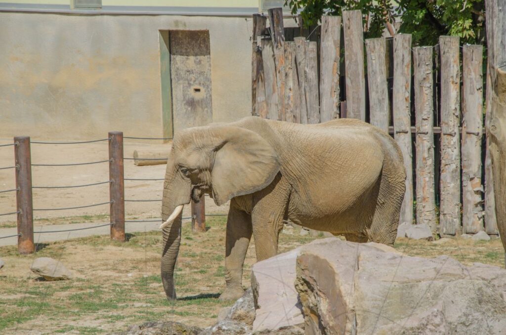 zoo Bojnice słonie